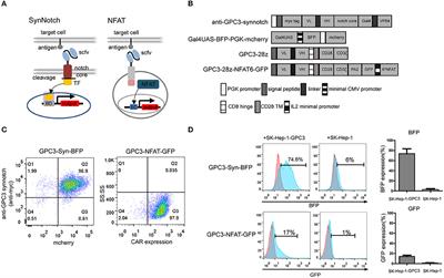 Target-Dependent Expression of IL12 by synNotch Receptor-Engineered NK92 Cells Increases the Antitumor Activities of CAR-T Cells